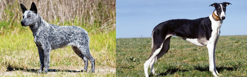 Chart Polski vs Australian Stumpy Tail Cattle Dog - Breed Comparison
