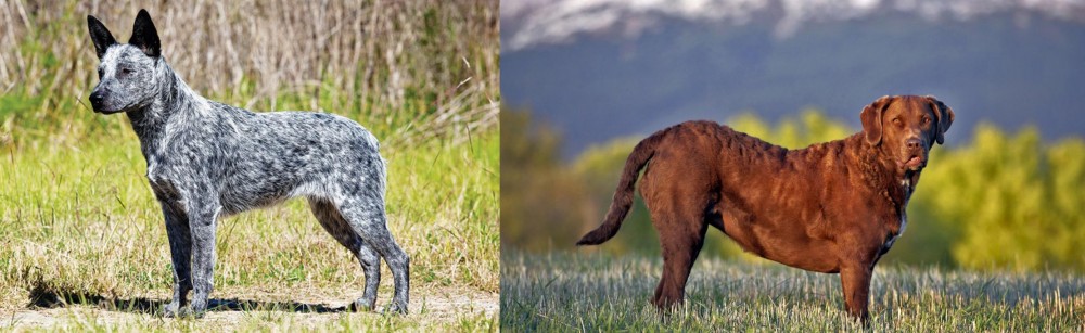 Chesapeake Bay Retriever vs Australian Stumpy Tail Cattle Dog - Breed Comparison