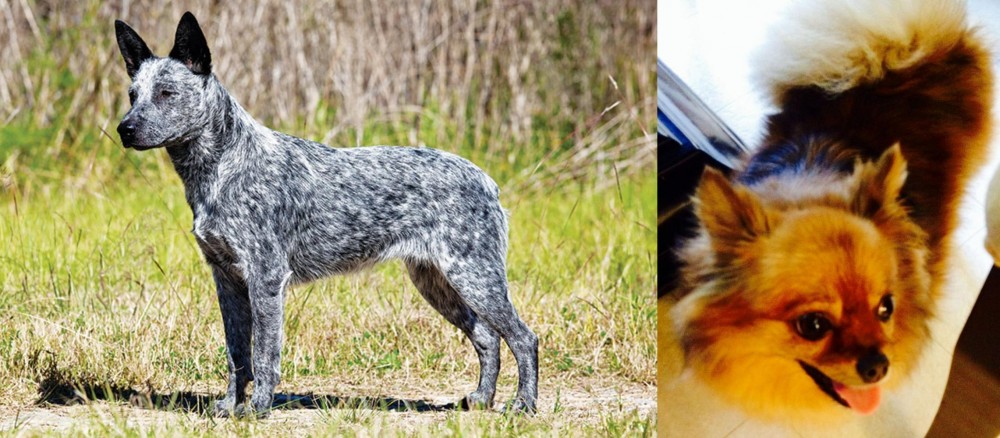 Chiapom vs Australian Stumpy Tail Cattle Dog - Breed Comparison
