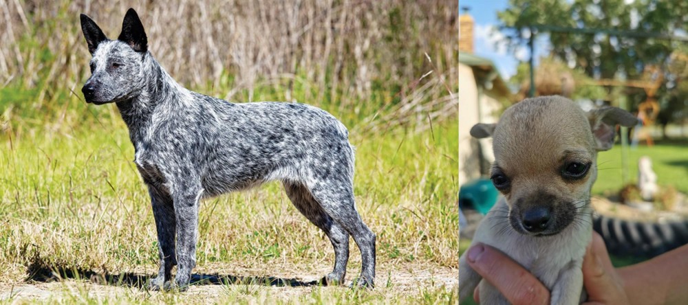 Chihuahua vs Australian Stumpy Tail Cattle Dog - Breed Comparison