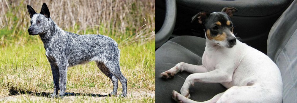 Chilean Fox Terrier vs Australian Stumpy Tail Cattle Dog - Breed Comparison