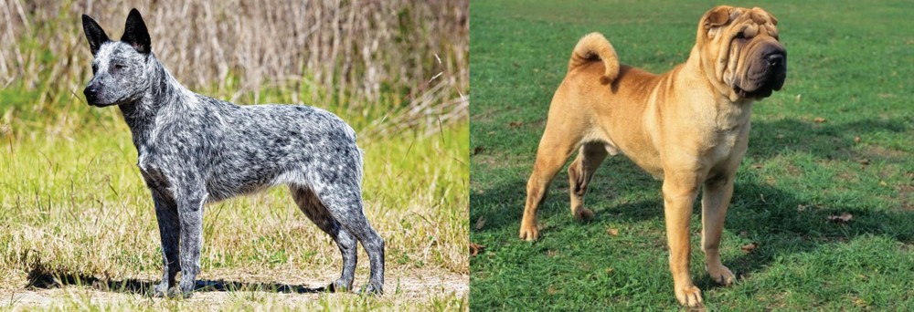 Chinese Shar Pei vs Australian Stumpy Tail Cattle Dog - Breed Comparison