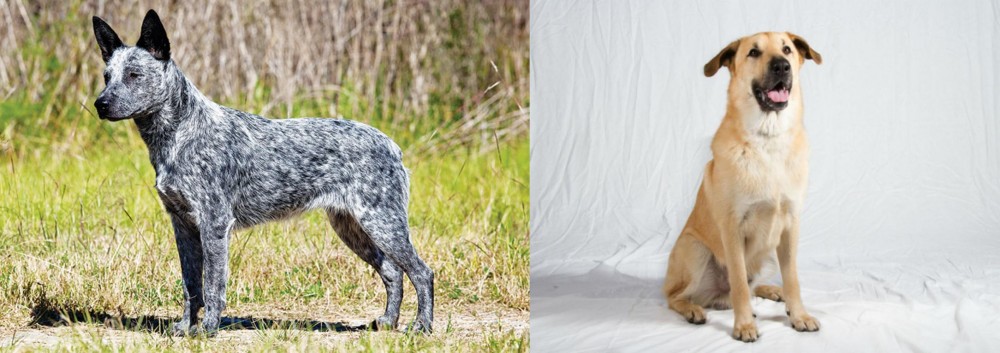 Chinook vs Australian Stumpy Tail Cattle Dog - Breed Comparison