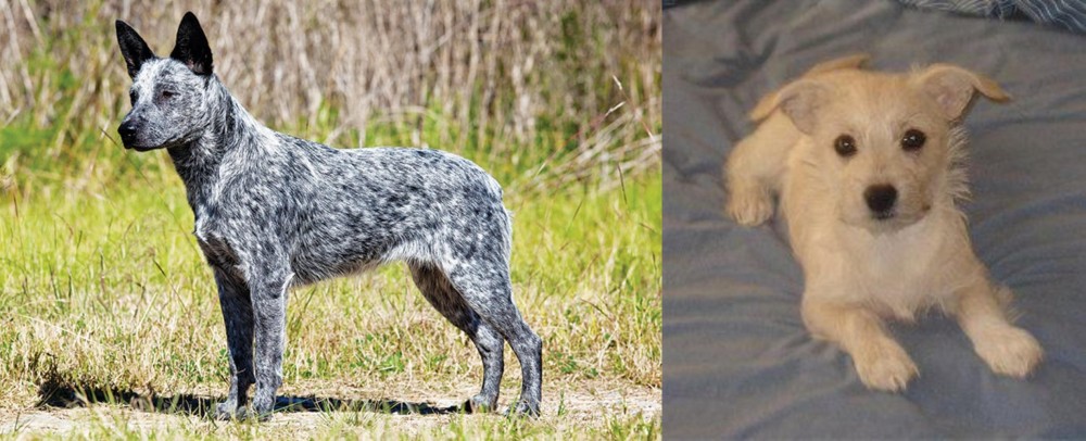 Chipoo vs Australian Stumpy Tail Cattle Dog - Breed Comparison