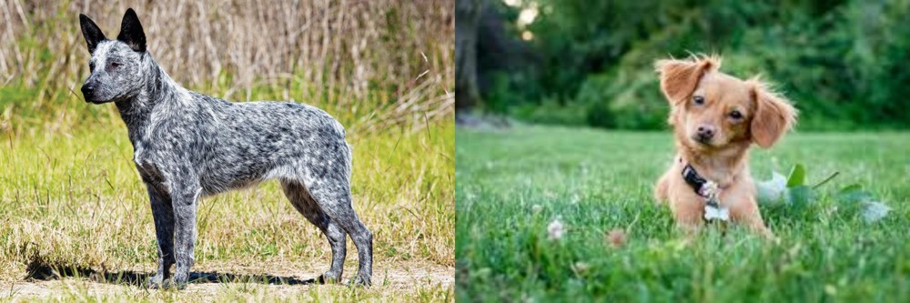 Chiweenie vs Australian Stumpy Tail Cattle Dog - Breed Comparison