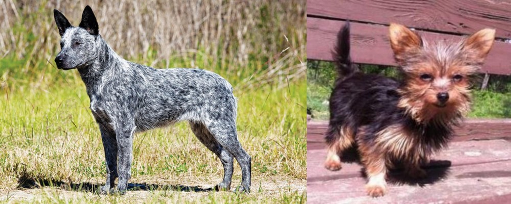 Chorkie vs Australian Stumpy Tail Cattle Dog - Breed Comparison