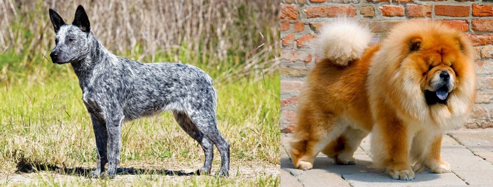 Chow Chow vs Australian Stumpy Tail Cattle Dog - Breed Comparison