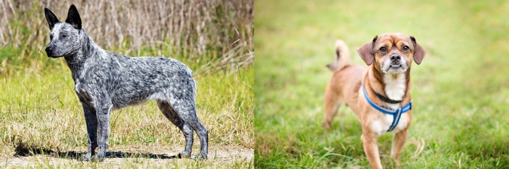 Chug vs Australian Stumpy Tail Cattle Dog - Breed Comparison