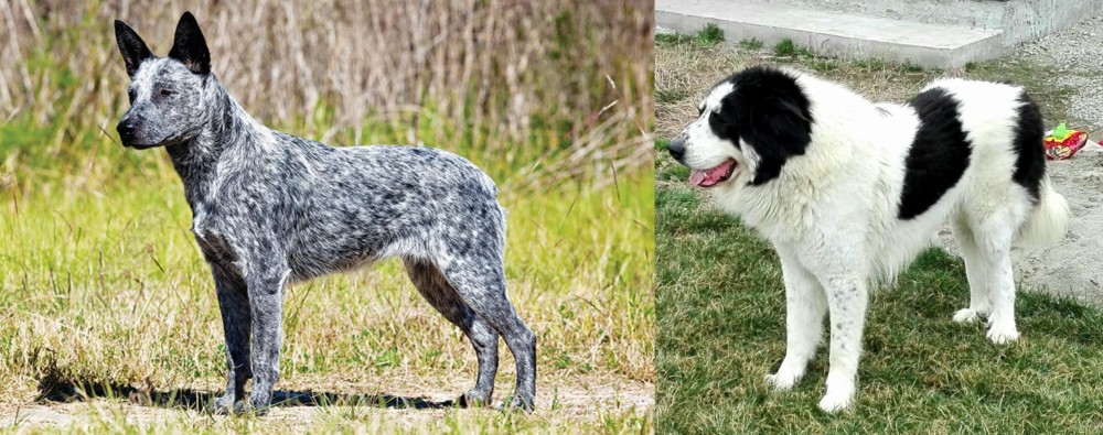 Ciobanesc de Bucovina vs Australian Stumpy Tail Cattle Dog - Breed Comparison