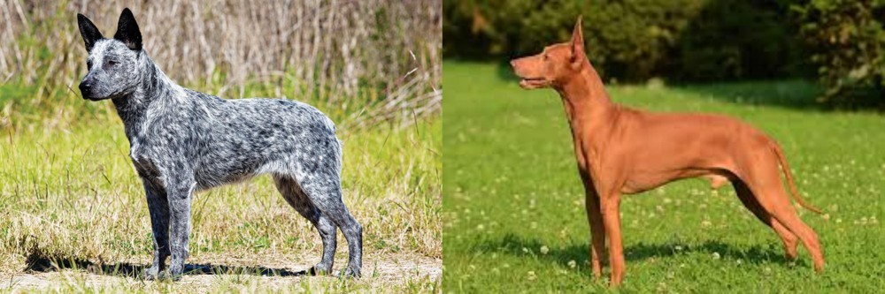 Cirneco dell'Etna vs Australian Stumpy Tail Cattle Dog - Breed Comparison