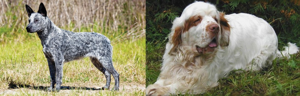 Clumber Spaniel vs Australian Stumpy Tail Cattle Dog - Breed Comparison