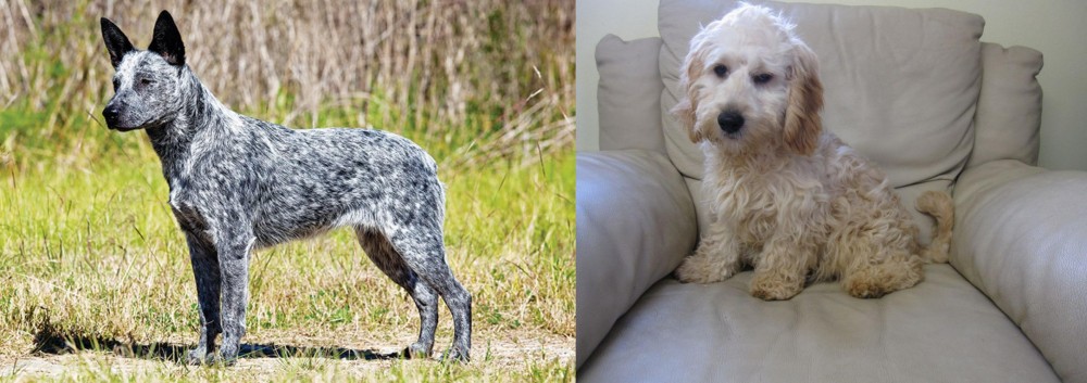 Cockachon vs Australian Stumpy Tail Cattle Dog - Breed Comparison