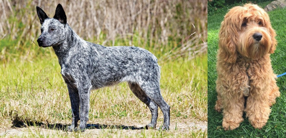 Cockapoo vs Australian Stumpy Tail Cattle Dog - Breed Comparison