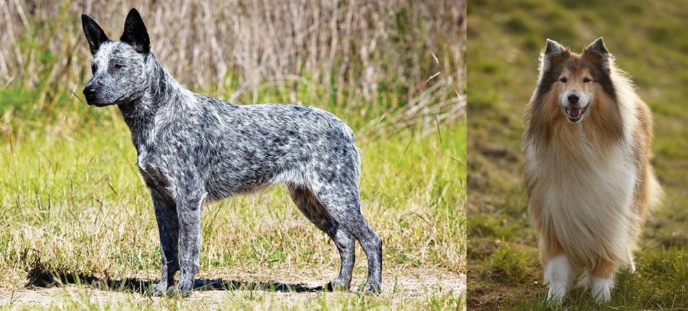 Collie vs Australian Stumpy Tail Cattle Dog - Breed Comparison