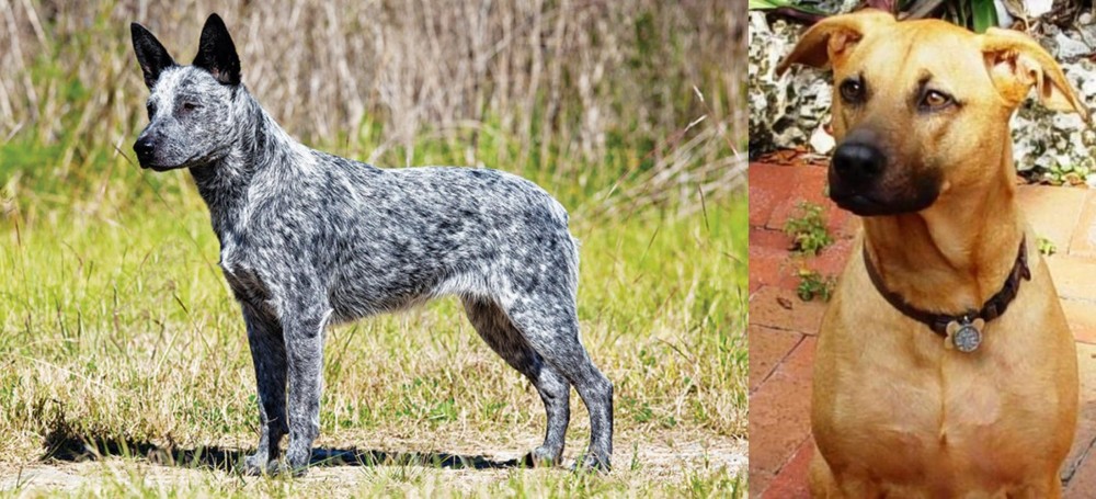 Combai vs Australian Stumpy Tail Cattle Dog - Breed Comparison