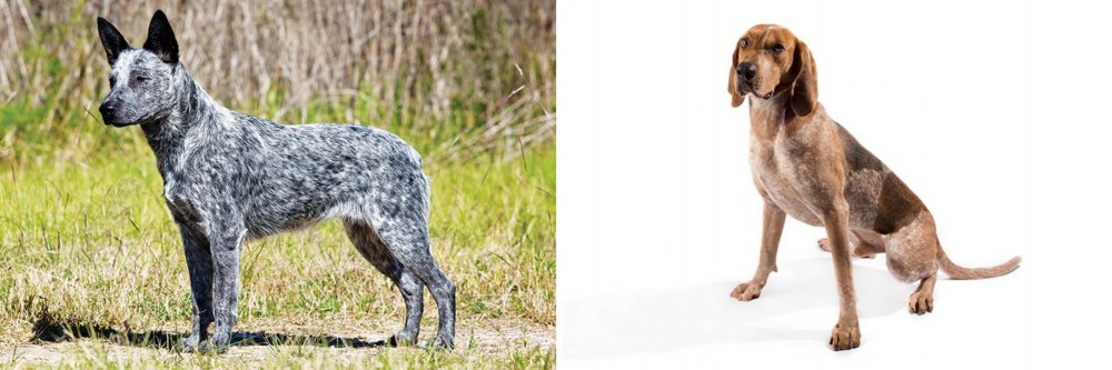 Coonhound vs Australian Stumpy Tail Cattle Dog - Breed Comparison