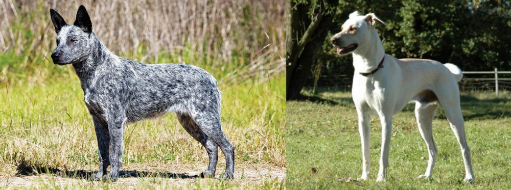 Cretan Hound vs Australian Stumpy Tail Cattle Dog - Breed Comparison