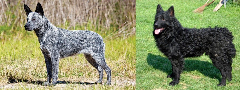 Croatian Sheepdog vs Australian Stumpy Tail Cattle Dog - Breed Comparison