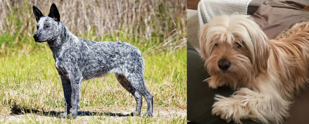Cyprus Poodle vs Australian Stumpy Tail Cattle Dog - Breed Comparison