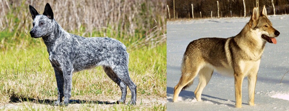 Czechoslovakian Wolfdog vs Australian Stumpy Tail Cattle Dog - Breed Comparison