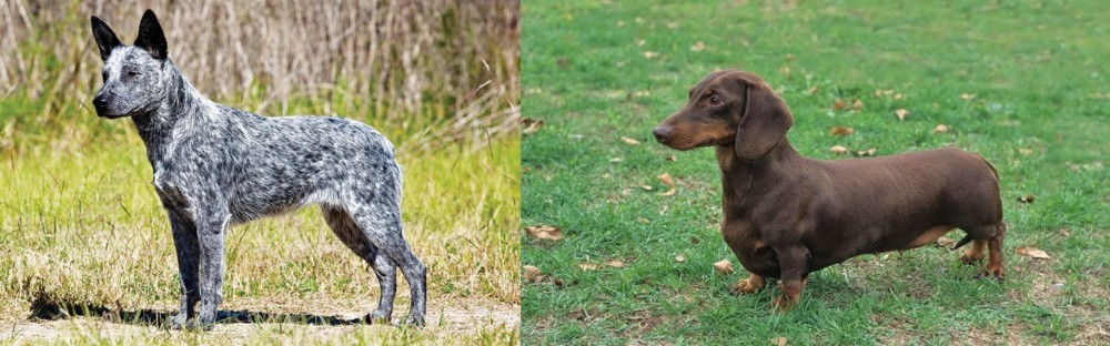 Dachshund vs Australian Stumpy Tail Cattle Dog - Breed Comparison