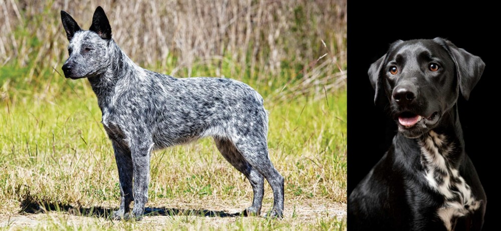 Dalmador vs Australian Stumpy Tail Cattle Dog - Breed Comparison