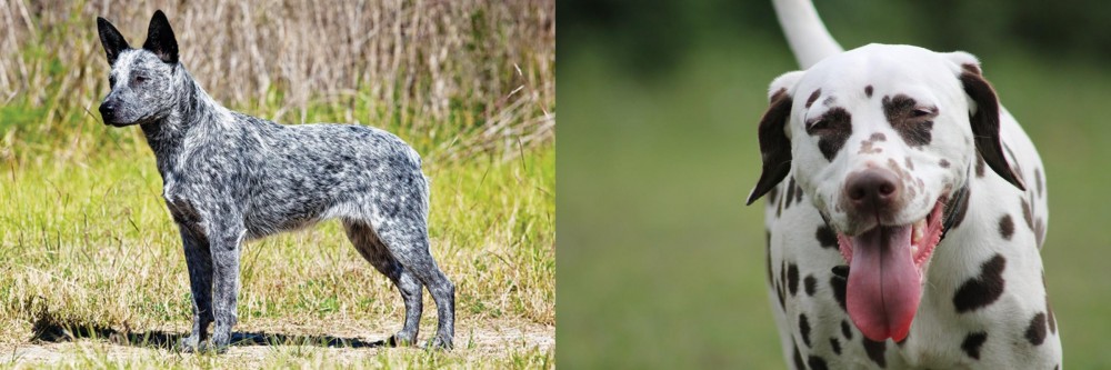 Dalmatian vs Australian Stumpy Tail Cattle Dog - Breed Comparison
