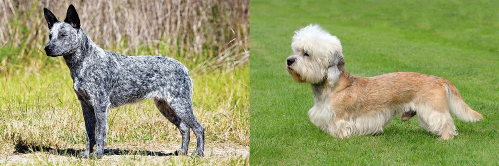 Dandie Dinmont Terrier vs Australian Stumpy Tail Cattle Dog - Breed Comparison