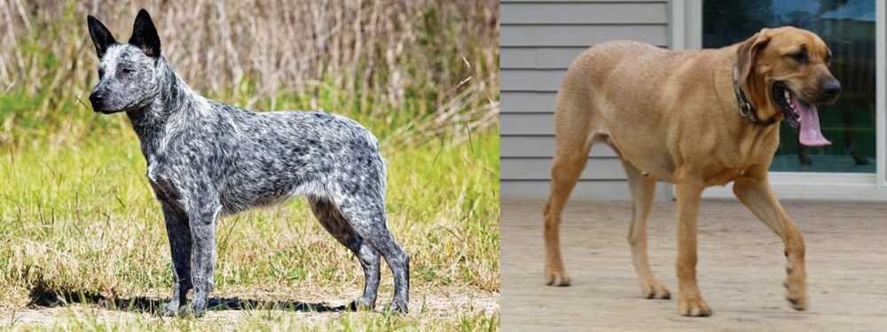 Danish Broholmer vs Australian Stumpy Tail Cattle Dog - Breed Comparison