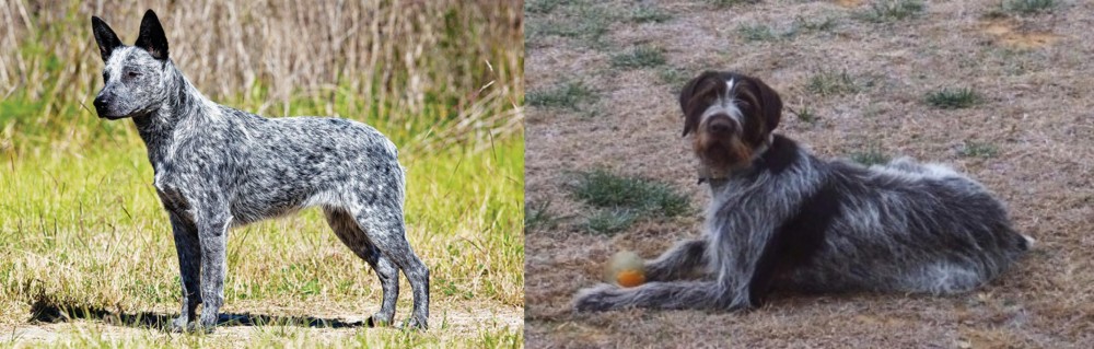Deutsch Drahthaar vs Australian Stumpy Tail Cattle Dog - Breed Comparison