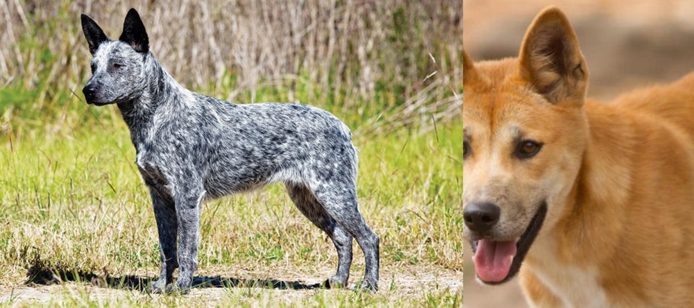 Dingo vs Australian Stumpy Tail Cattle Dog - Breed Comparison