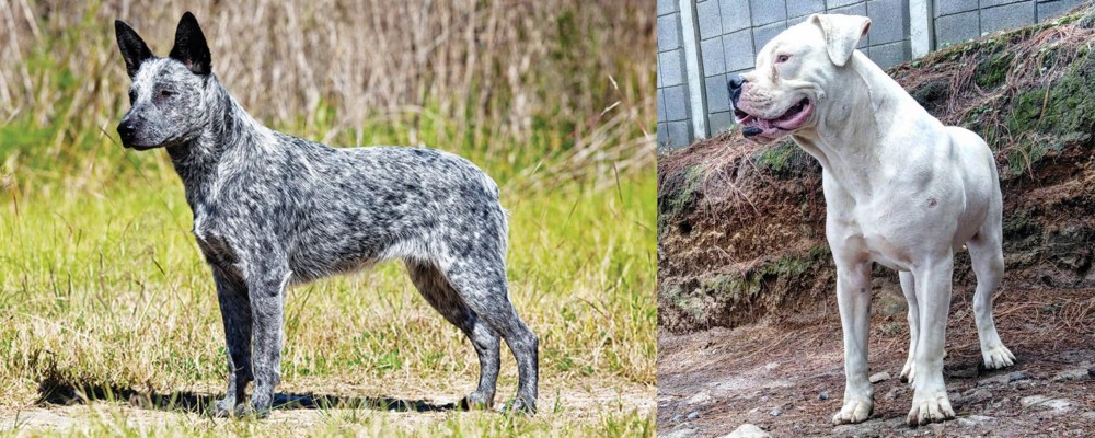 Dogo Guatemalteco vs Australian Stumpy Tail Cattle Dog - Breed Comparison