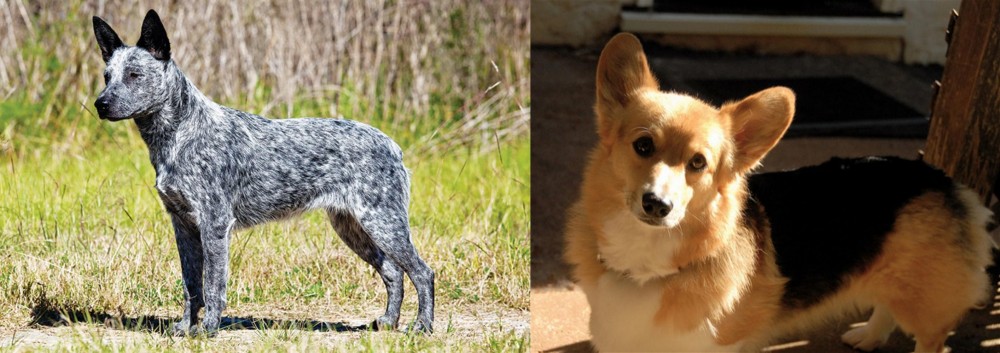 Dorgi vs Australian Stumpy Tail Cattle Dog - Breed Comparison