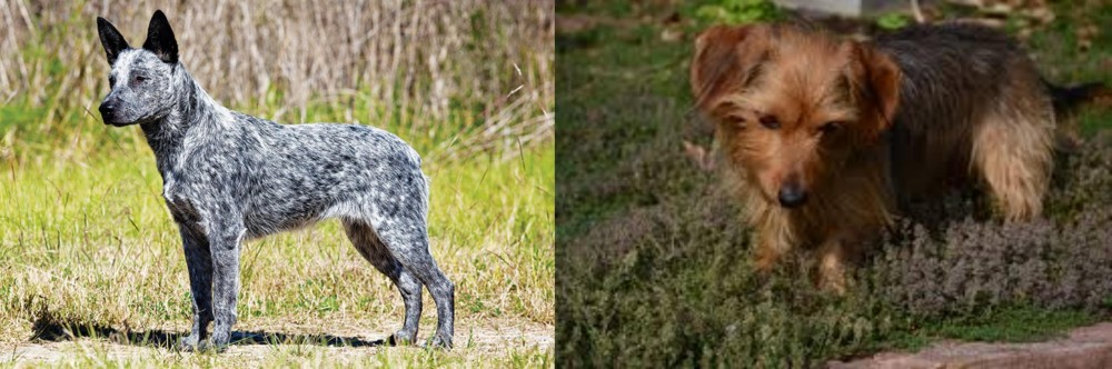 Dorkie vs Australian Stumpy Tail Cattle Dog - Breed Comparison