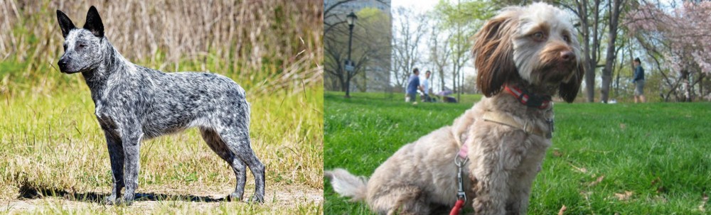Doxiepoo vs Australian Stumpy Tail Cattle Dog - Breed Comparison