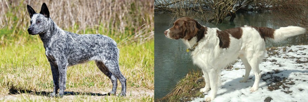 Drentse Patrijshond vs Australian Stumpy Tail Cattle Dog - Breed Comparison