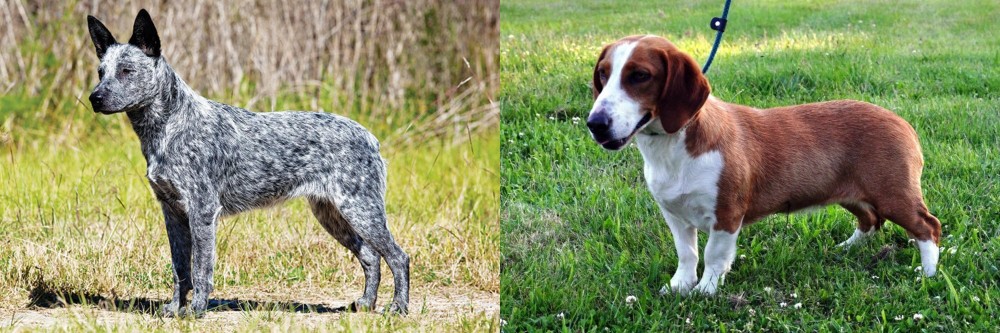 Drever vs Australian Stumpy Tail Cattle Dog - Breed Comparison