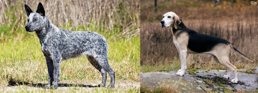 Dunker vs Australian Stumpy Tail Cattle Dog - Breed Comparison