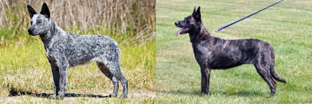 Dutch Shepherd vs Australian Stumpy Tail Cattle Dog - Breed Comparison