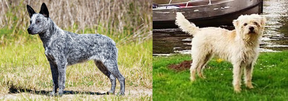 Dutch Smoushond vs Australian Stumpy Tail Cattle Dog - Breed Comparison
