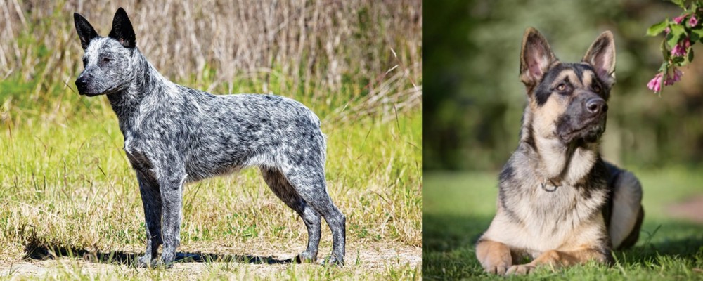 East European Shepherd vs Australian Stumpy Tail Cattle Dog - Breed Comparison