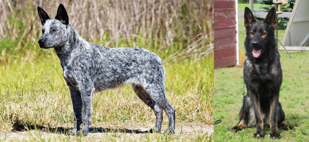 East German Shepherd vs Australian Stumpy Tail Cattle Dog - Breed Comparison