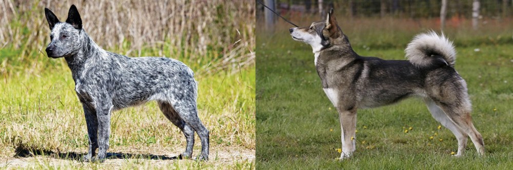 East Siberian Laika vs Australian Stumpy Tail Cattle Dog - Breed Comparison