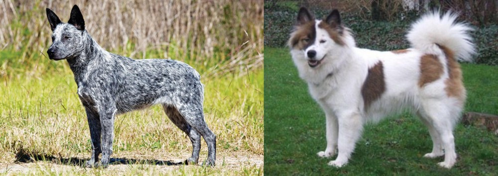 Elo vs Australian Stumpy Tail Cattle Dog - Breed Comparison