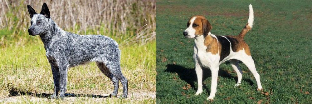 English Foxhound vs Australian Stumpy Tail Cattle Dog - Breed Comparison