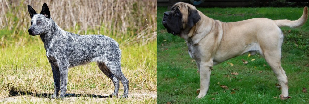 English Mastiff vs Australian Stumpy Tail Cattle Dog - Breed Comparison