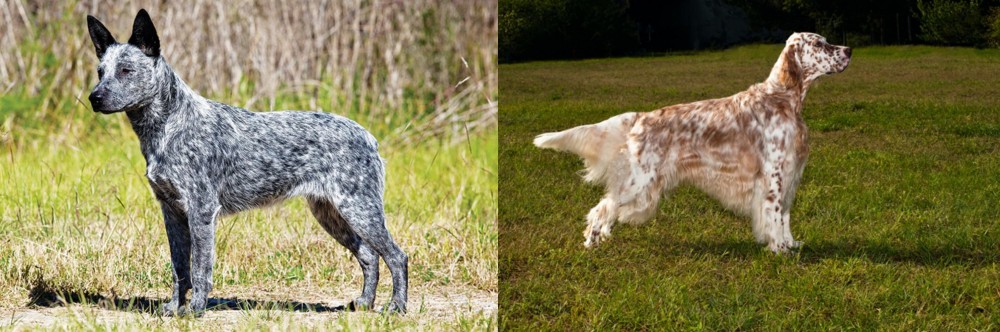 English Setter vs Australian Stumpy Tail Cattle Dog - Breed Comparison