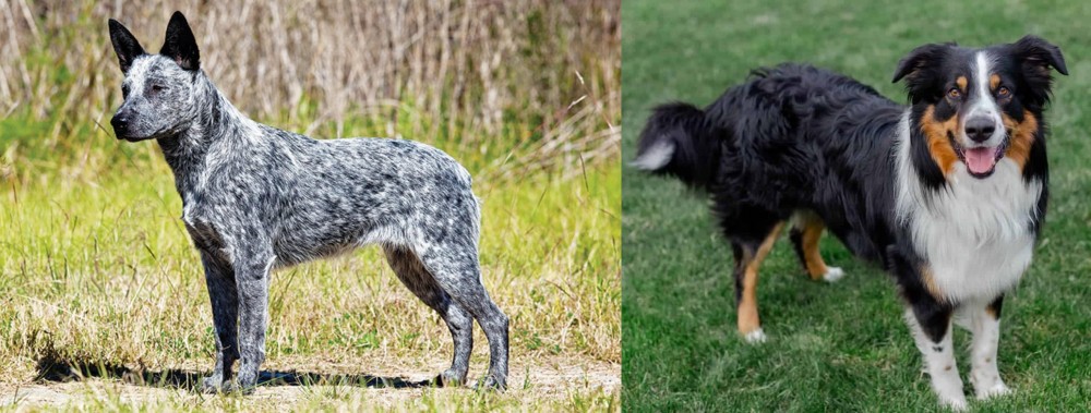 English Shepherd vs Australian Stumpy Tail Cattle Dog - Breed Comparison