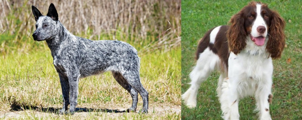 English Springer Spaniel vs Australian Stumpy Tail Cattle Dog - Breed Comparison
