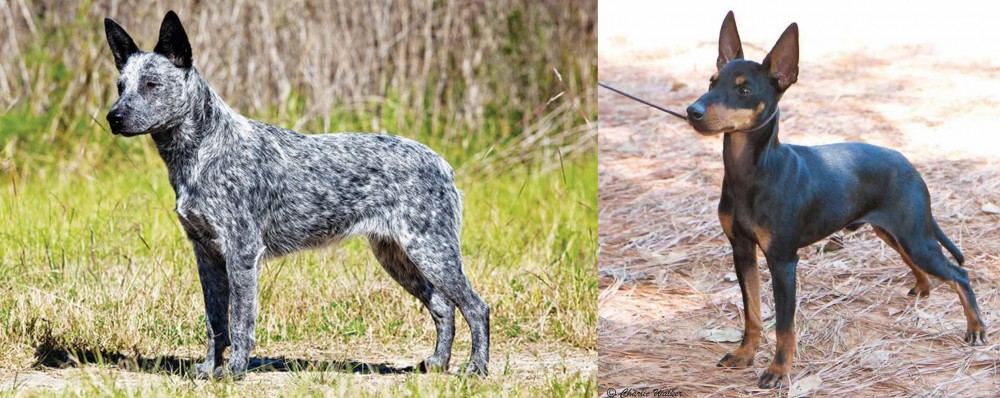 English Toy Terrier (Black & Tan) vs Australian Stumpy Tail Cattle Dog - Breed Comparison